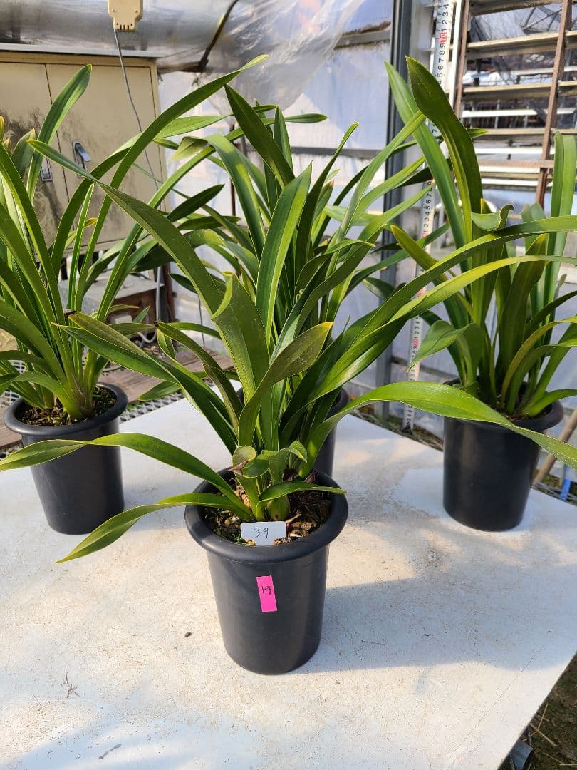 フォアゴットンフルーツ。花芽合計19個。5鉢セット。蜜蜂誘引蘭。シンビジューム