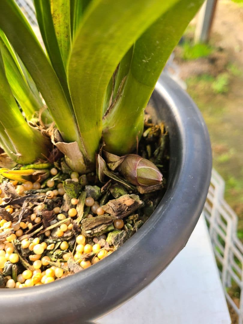 フォアゴットンフルーツ。花芽合計19個。5鉢セット。蜜蜂誘引蘭。シンビジューム