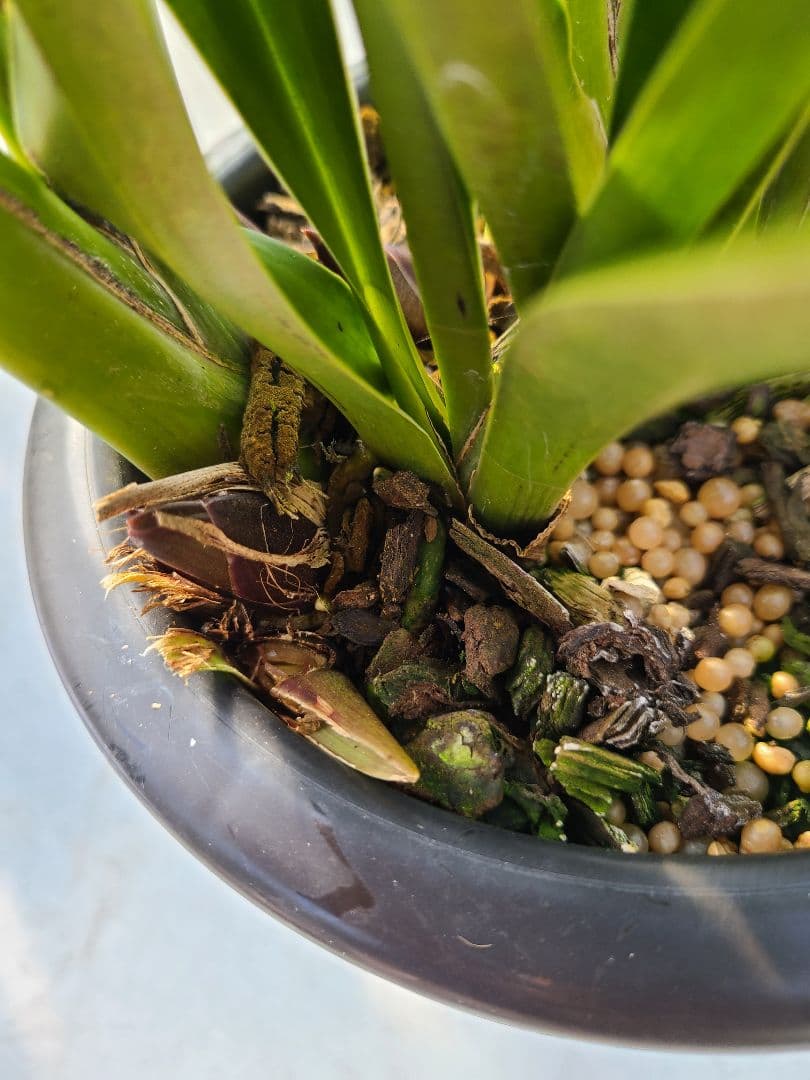 フォアゴットンフルーツ。花芽合計19個。5鉢セット。蜜蜂誘引蘭。シンビジューム