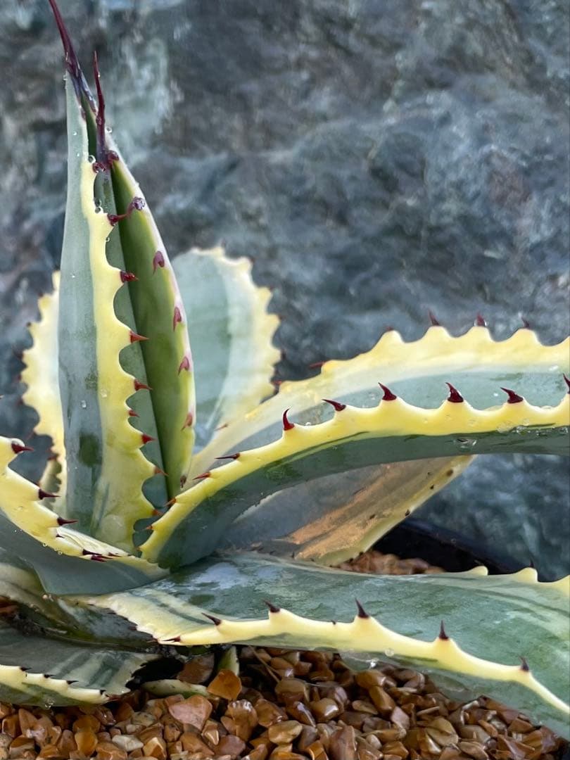 アガベ　リップルエフェクト