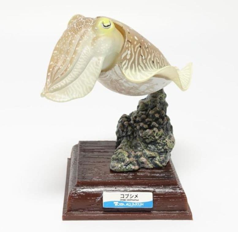 美品　ネイチャーテクニカラー　鳥羽水族館　コブシメ　立体コレクション