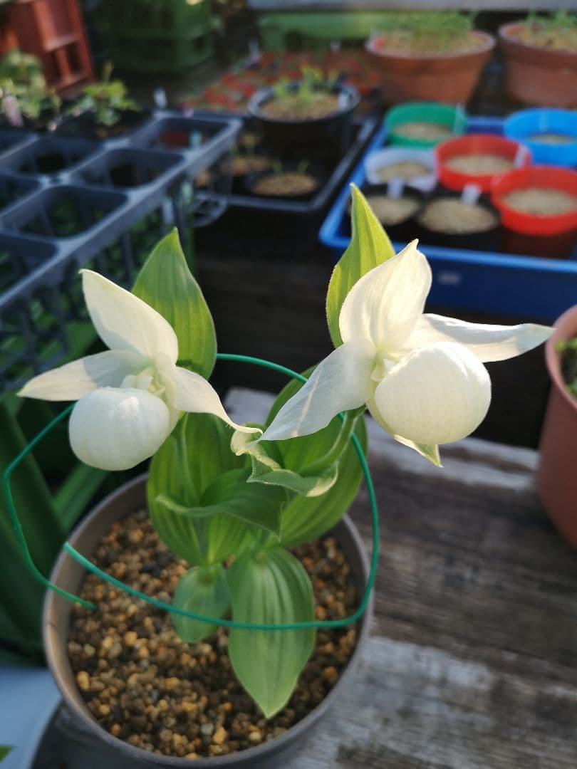 マ*ケ様 山野草　純白　アツモリソウ　花２　１株　１鉢