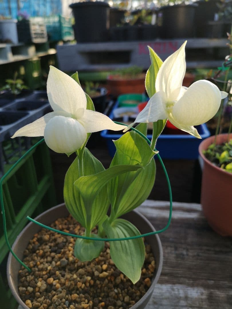 マ*ケ様 山野草　純白　アツモリソウ　花２　１株　１鉢