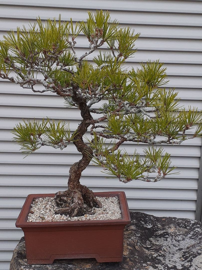 特価黒松　芥屋産