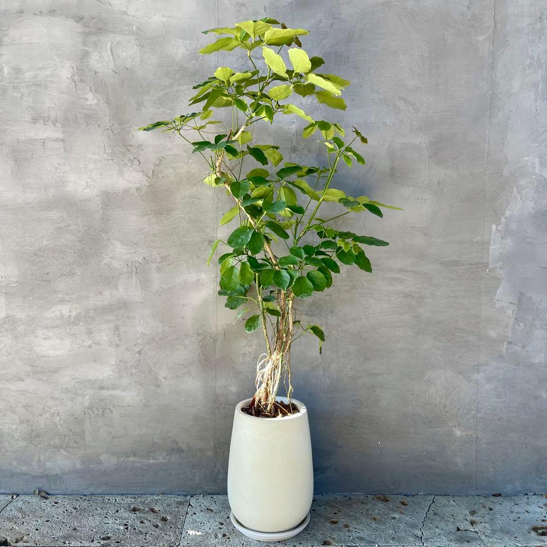 大型　希少　シェフレラ　マルコ　曲がり仕立て　10号　陶器鉢　植え込み