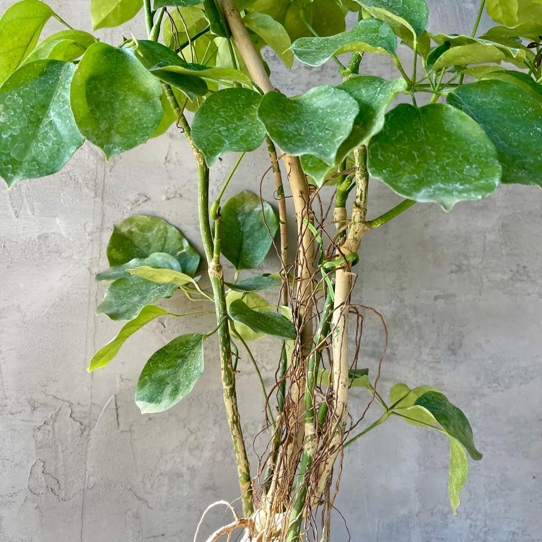 大型　希少　シェフレラ　マルコ　曲がり仕立て　10号　陶器鉢　植え込み