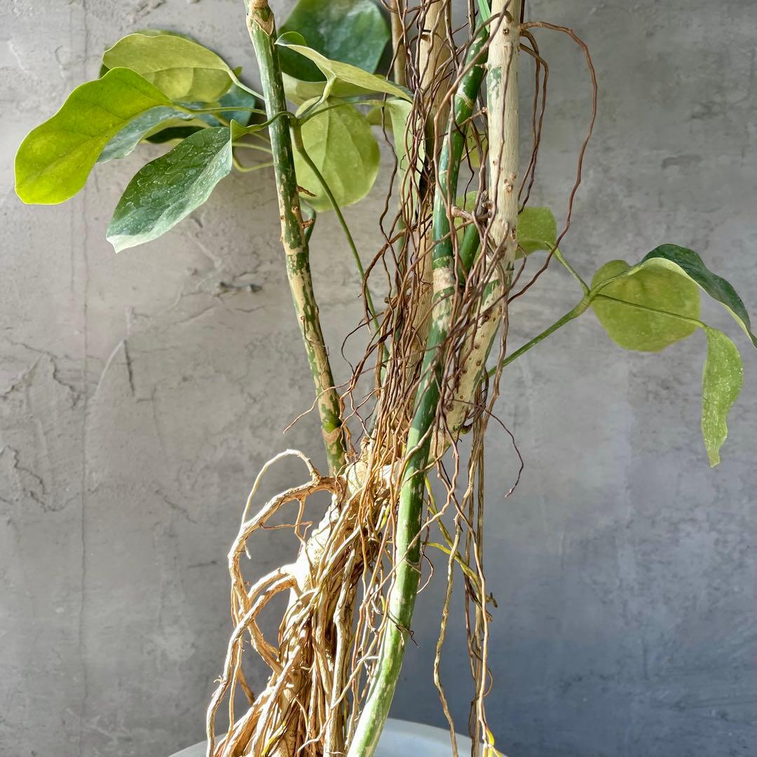 大型　希少　シェフレラ　マルコ　曲がり仕立て　10号　陶器鉢　植え込み