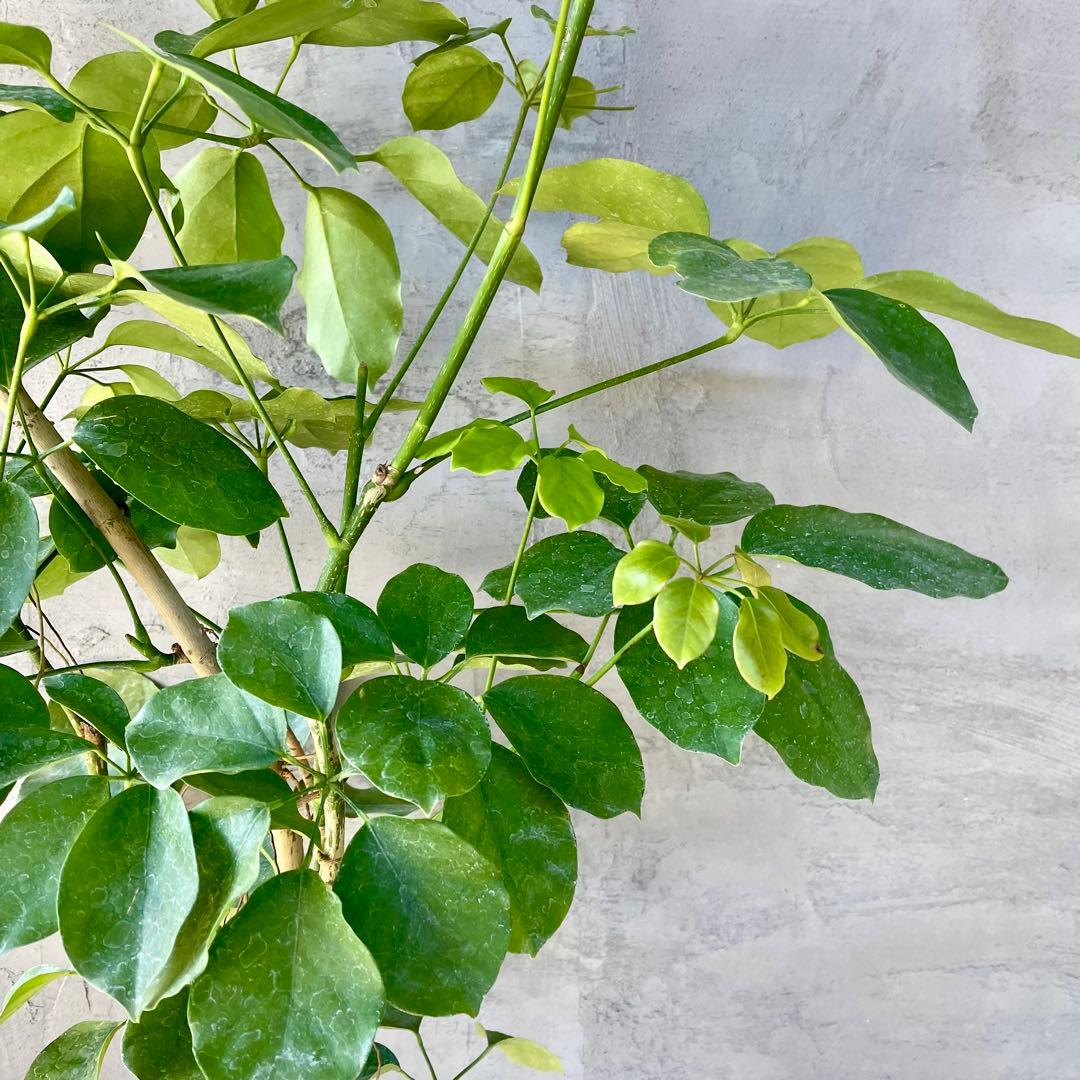 大型　希少　シェフレラ　マルコ　曲がり仕立て　10号　陶器鉢　植え込み