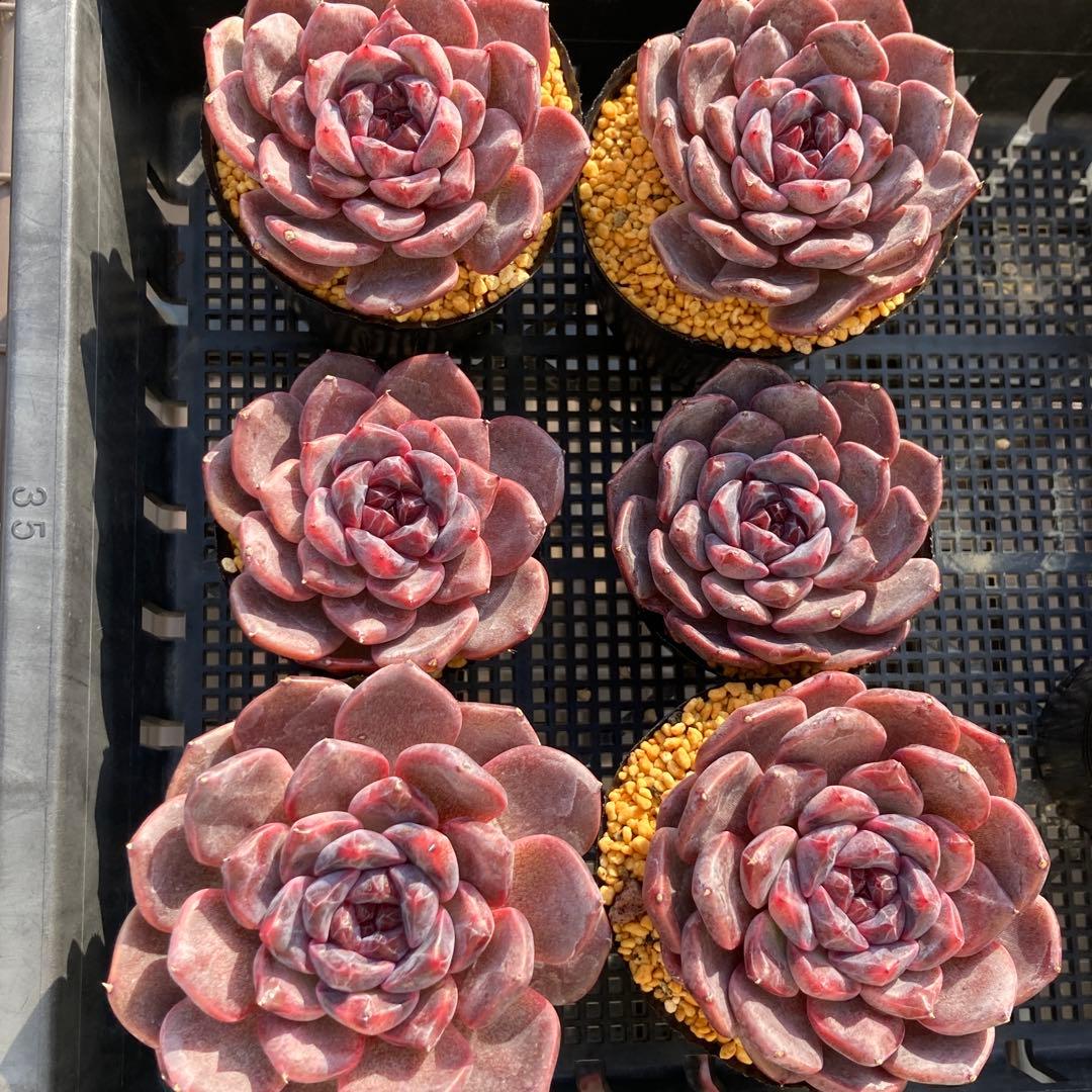 エケべリア　韓国苗　ブラックチェリー 大苗　多肉植物