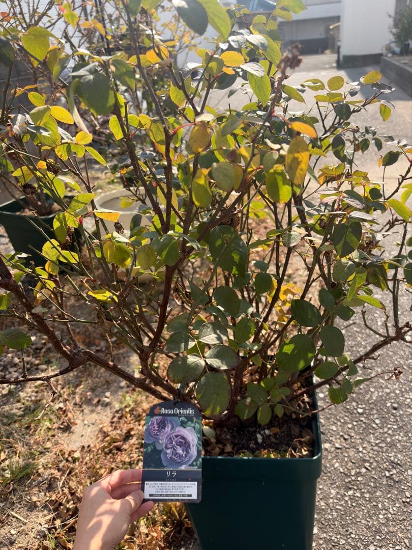 cake様用 バラ苗3