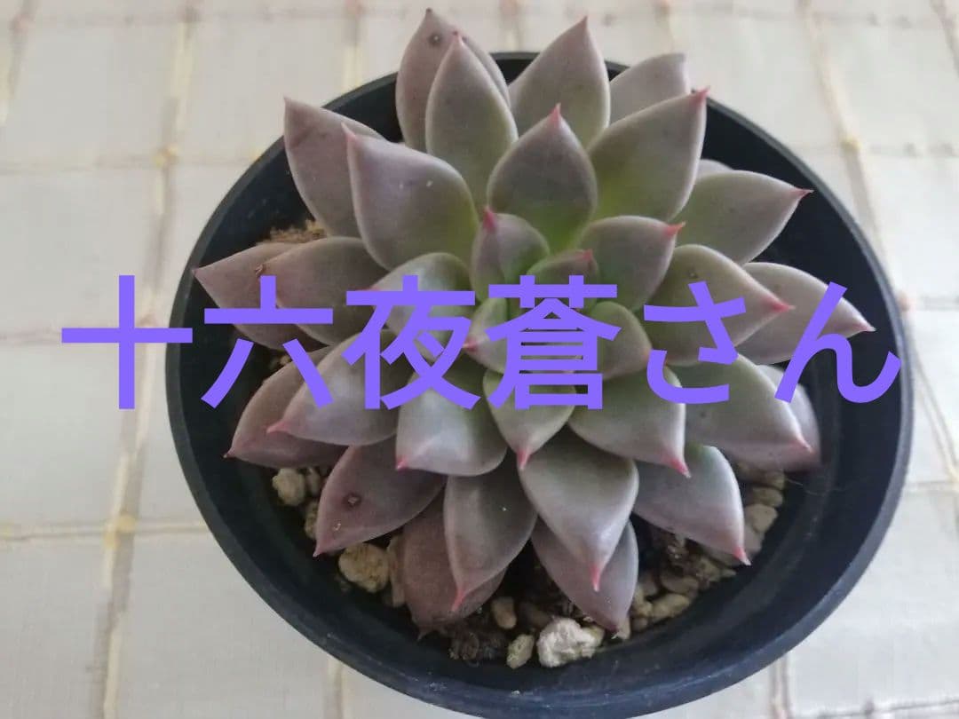 多肉植物　エルメス　韓国苗