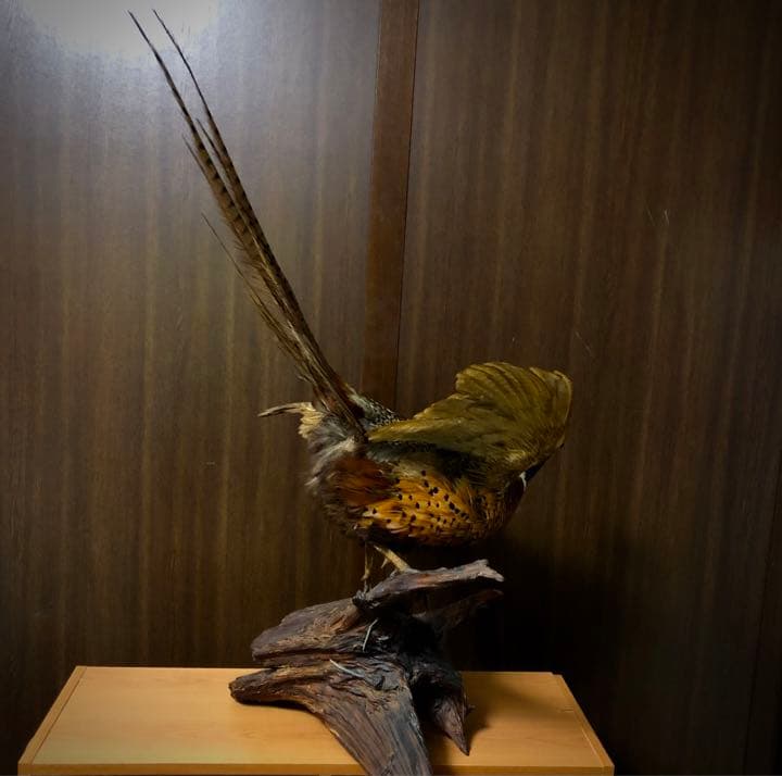 雉 コウライキジ 鳥 剥製 骨董品 芸術品 因縁物