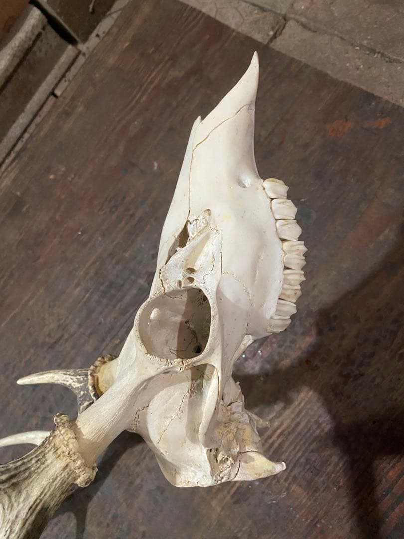 R*n様 蝦夷鹿hunting trophy（deer skull）