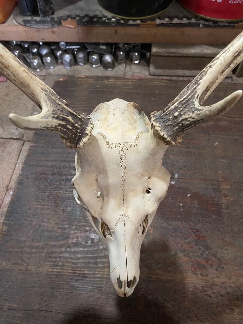 R*n様 蝦夷鹿hunting trophy（deer skull）