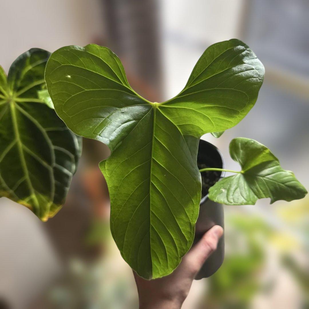 【希少種】アンスリウム・グイルディンキーAnthurium guildingii