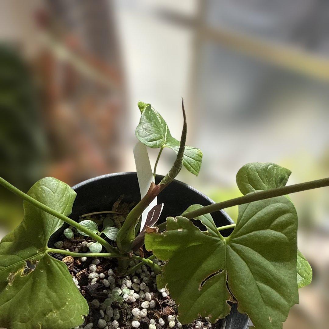 【希少種】アンスリウム・グイルディンキーAnthurium guildingii