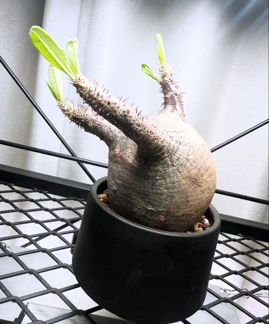 パキポディウム　グラキリス　美形