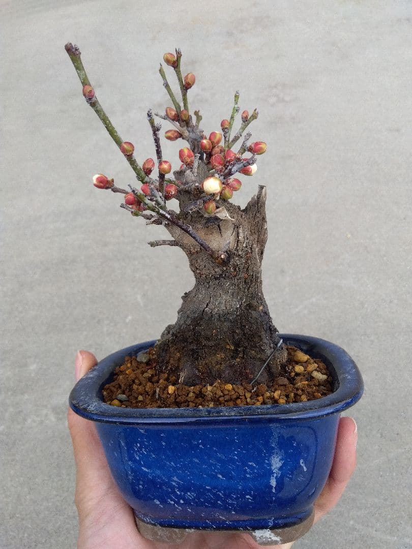 野梅　盆栽　4号陶器鉢つき　コンパクト造り込み個体❗　い