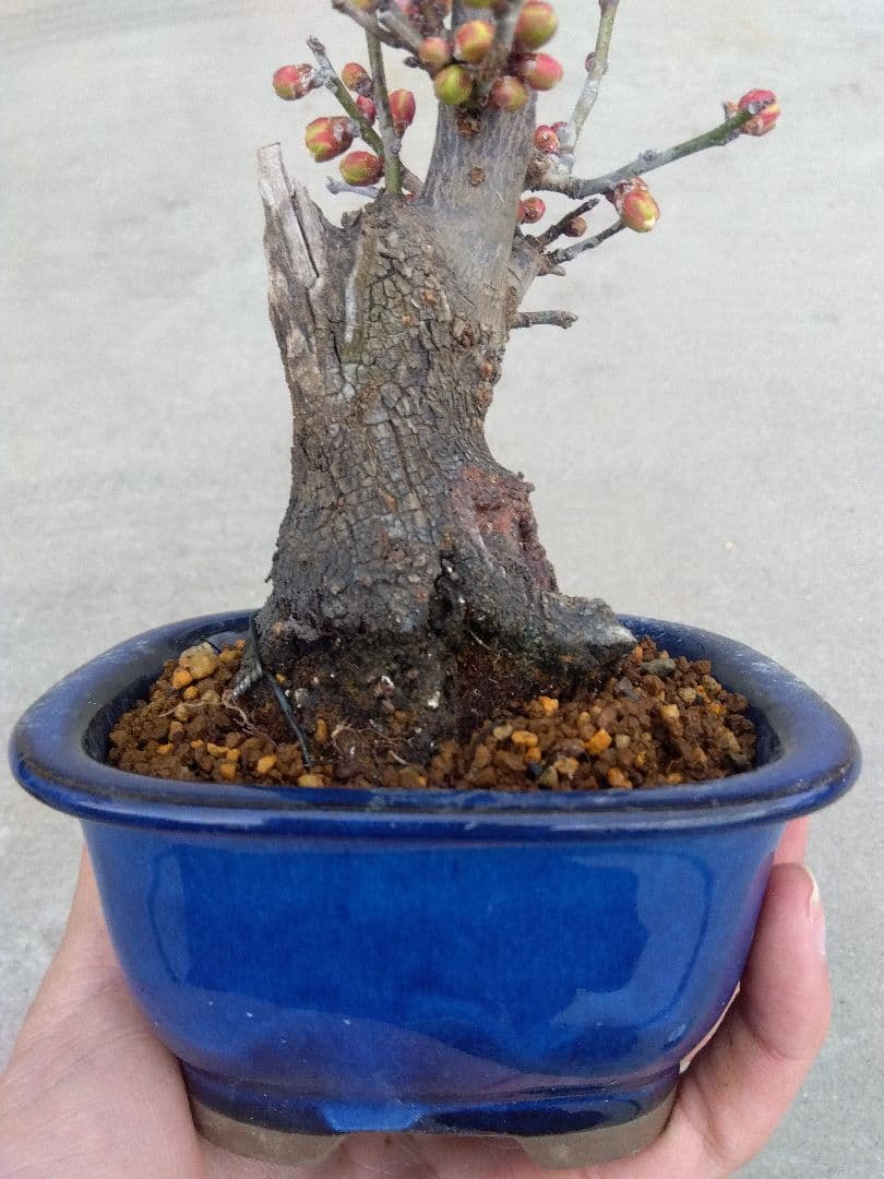野梅　盆栽　4号陶器鉢つき　コンパクト造り込み個体❗　い