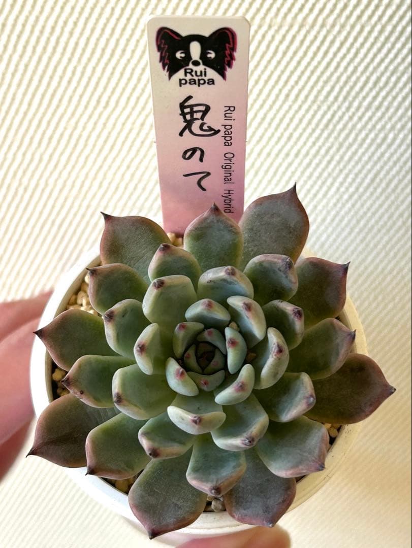 ルイパパさん 命名株 鬼のて メルカリ便 札付き・抜き苗