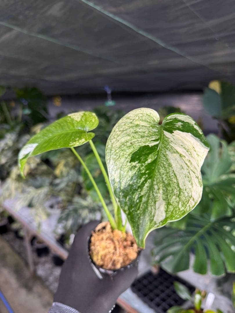 6モンステラ　デリシオーサ　ミントトリカラー　三色斑入り