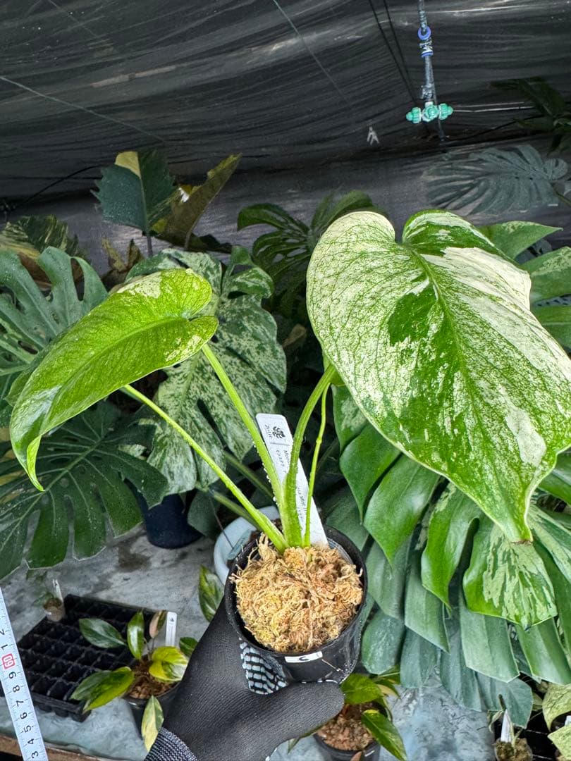 6モンステラ　デリシオーサ　ミントトリカラー　三色斑入り