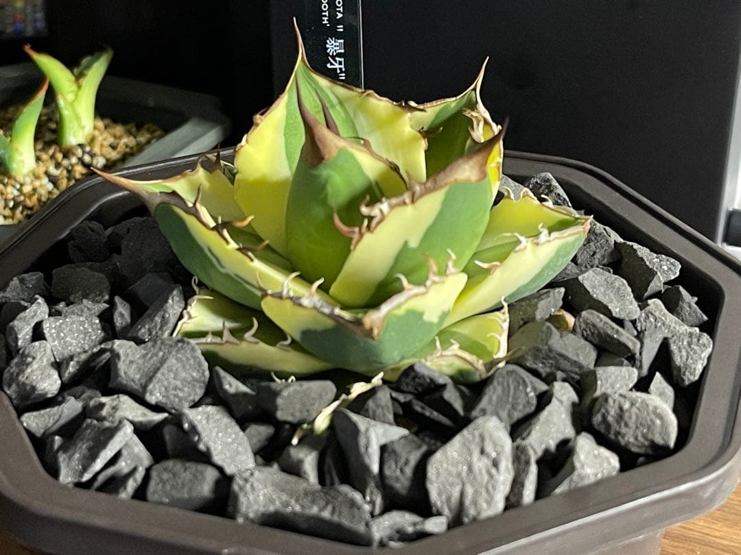 アガベチタノタ　スナグルトゥース　短葉