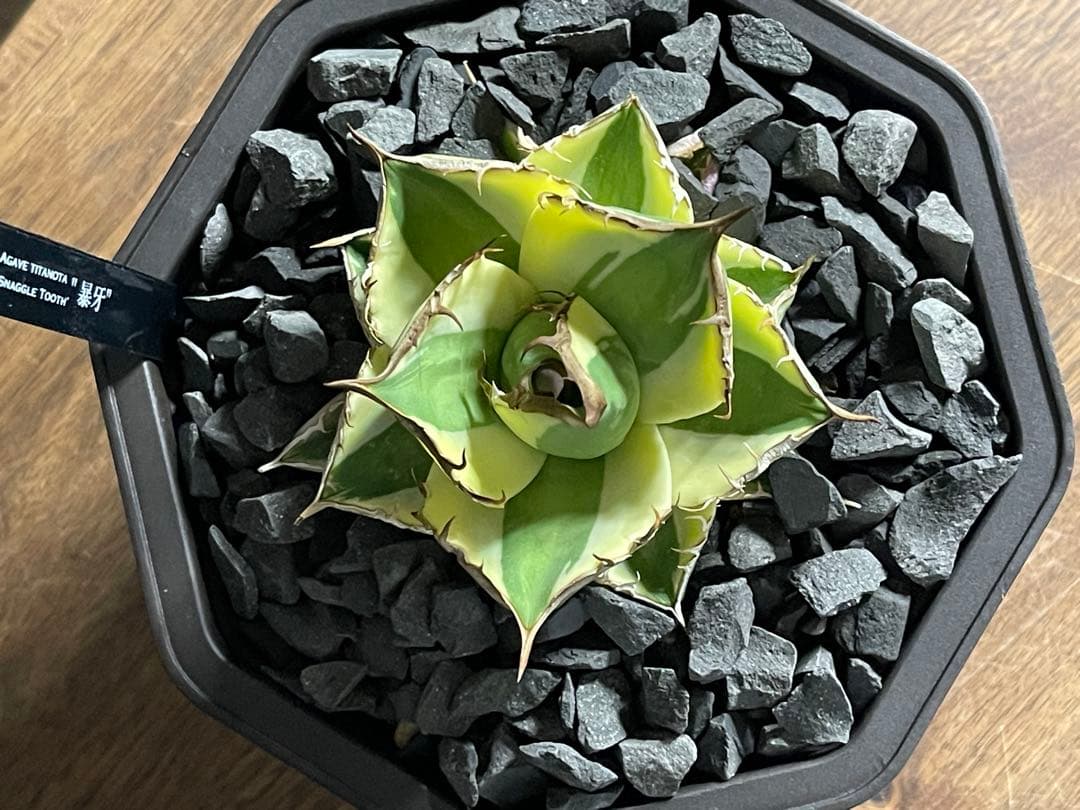 アガベチタノタ　スナグルトゥース　短葉