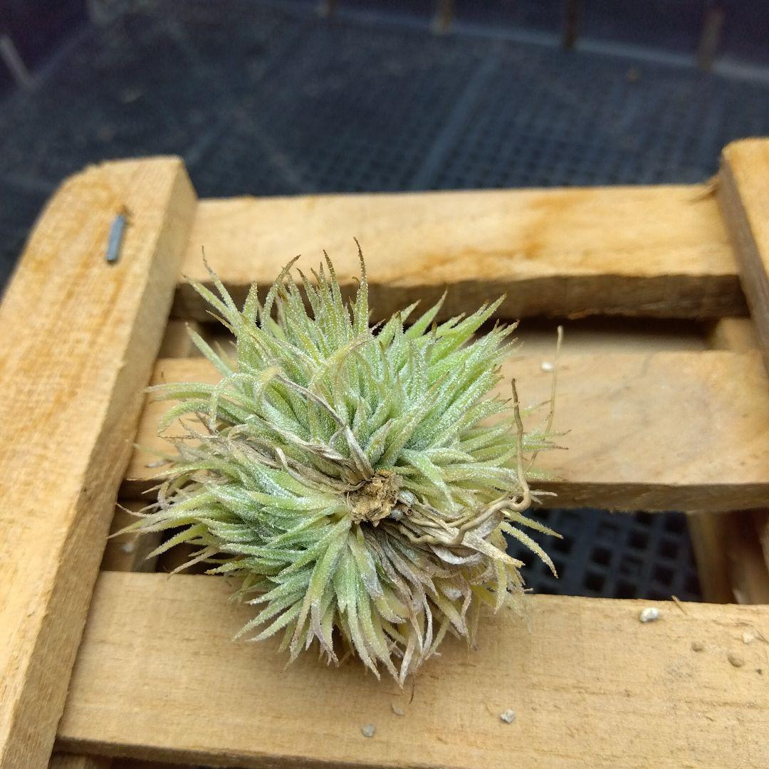 ブロメリア・エアープランツ Tillandsia ionantha 'monstrose'