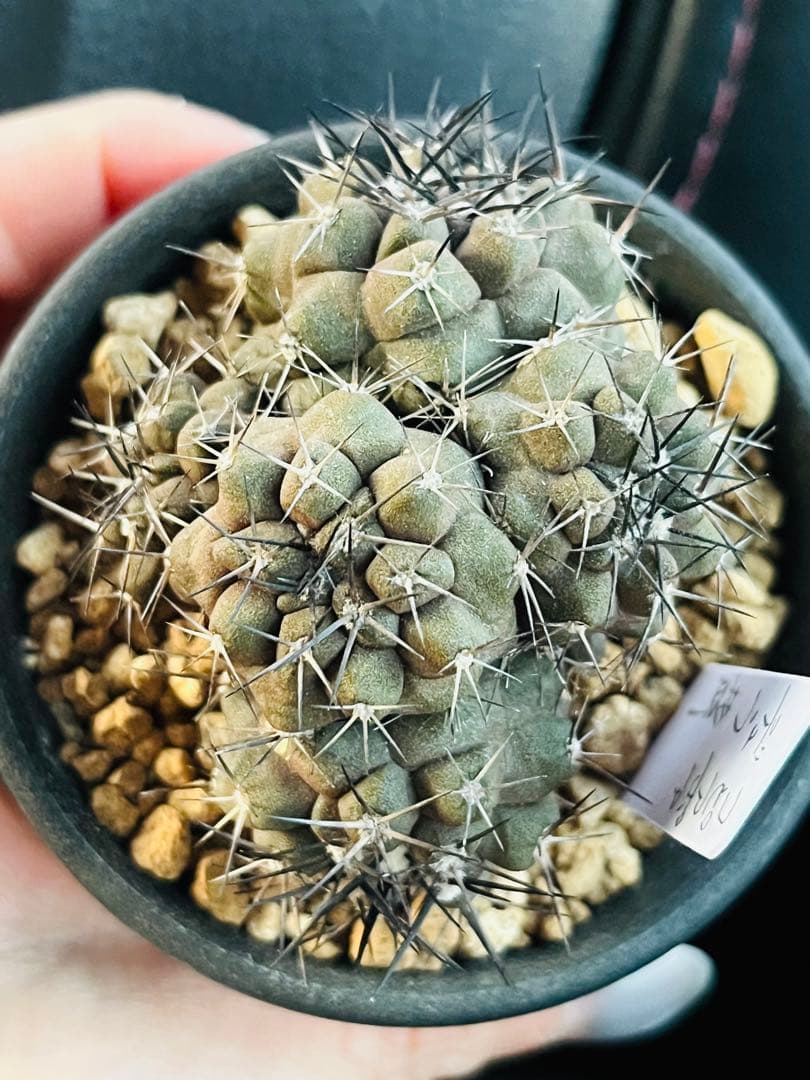 週末SALE✨現物①点限り✨超激レア✨黒棘　デュラ接降群生　コピアポア　抜き苗