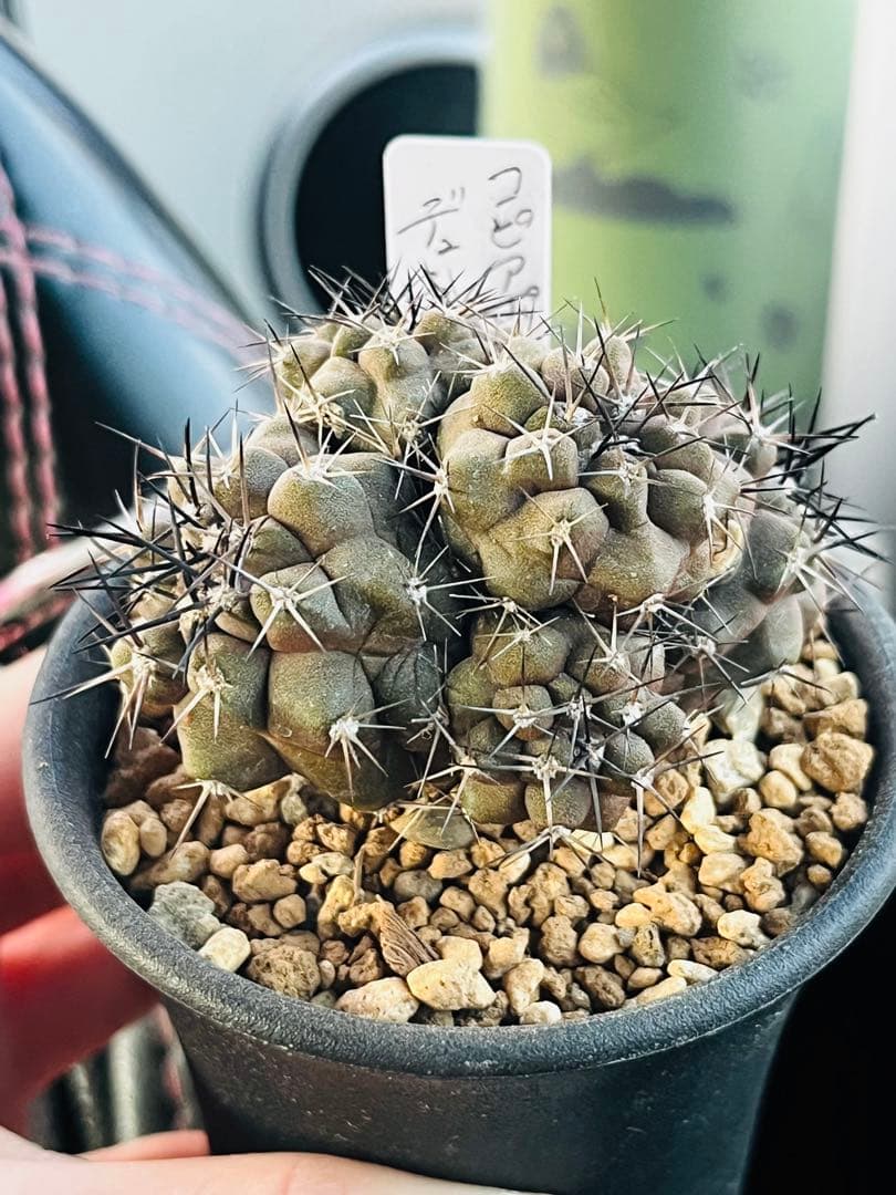 週末SALE✨現物①点限り✨超激レア✨黒棘　デュラ接降群生　コピアポア　抜き苗