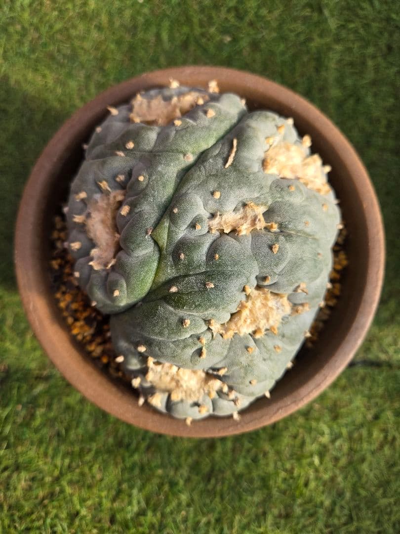 銀冠玉モンスト実生