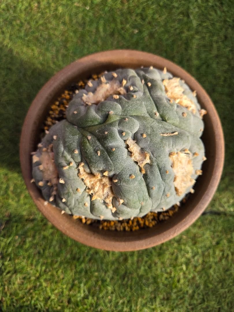 銀冠玉モンスト実生