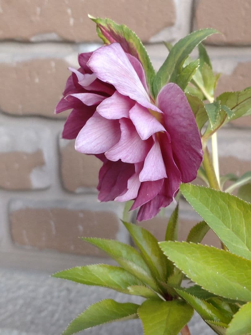 広瀬園芸✨ピンク✨ダブル♥クリスマスローズ