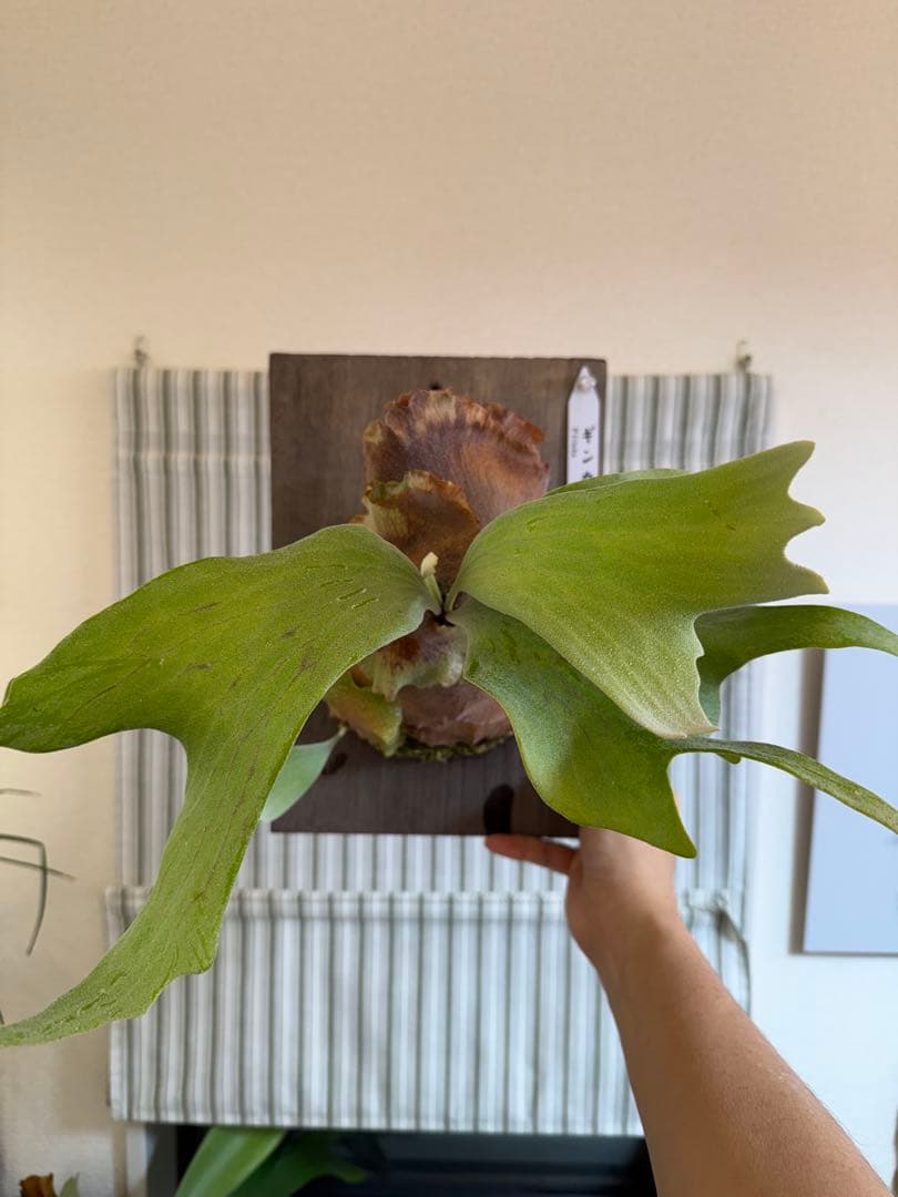 ビカクシダ Ginka 銀華 大株