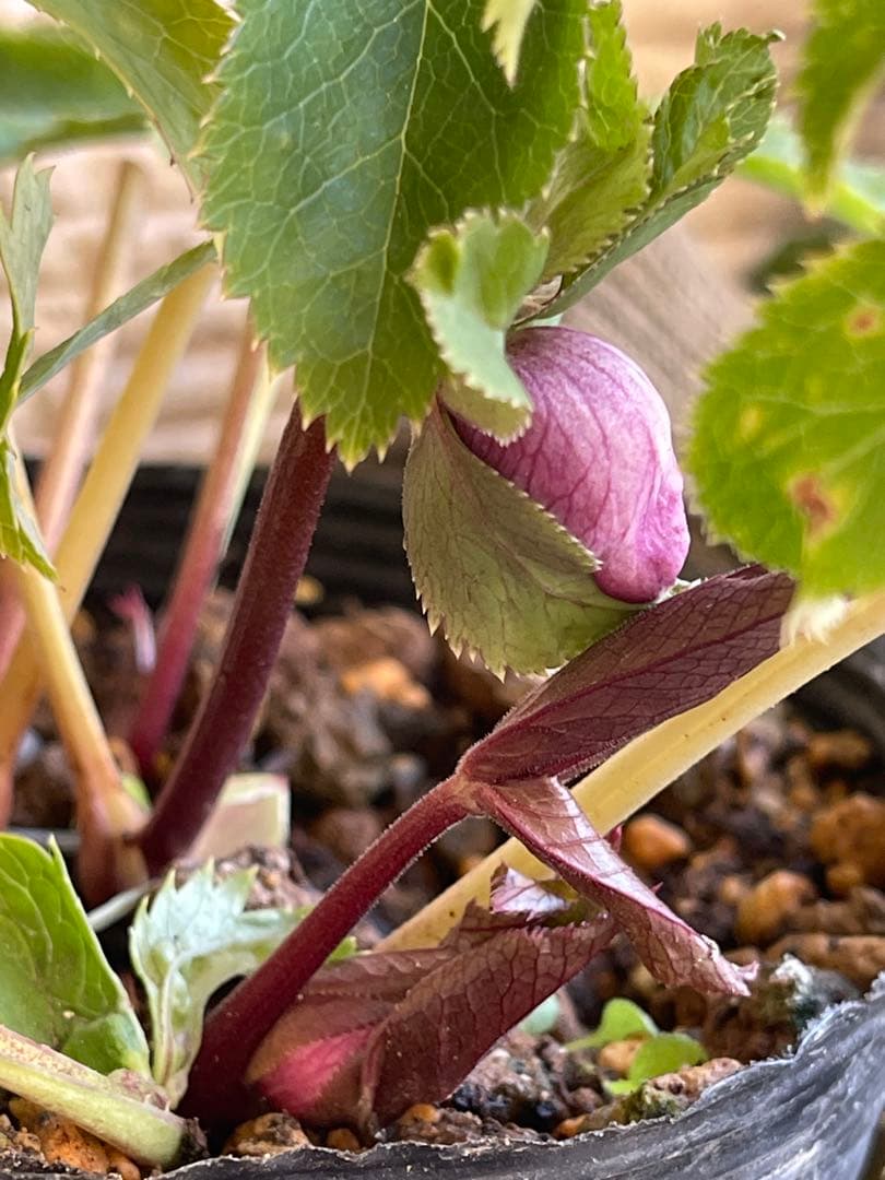 クリスマスローズ苗⭐️159 ダブル咲 フレグランス