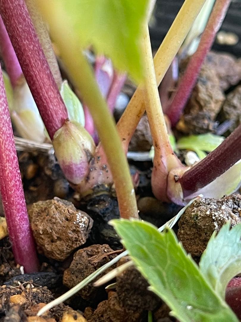 クリスマスローズ苗⭐️159 ダブル咲 フレグランス