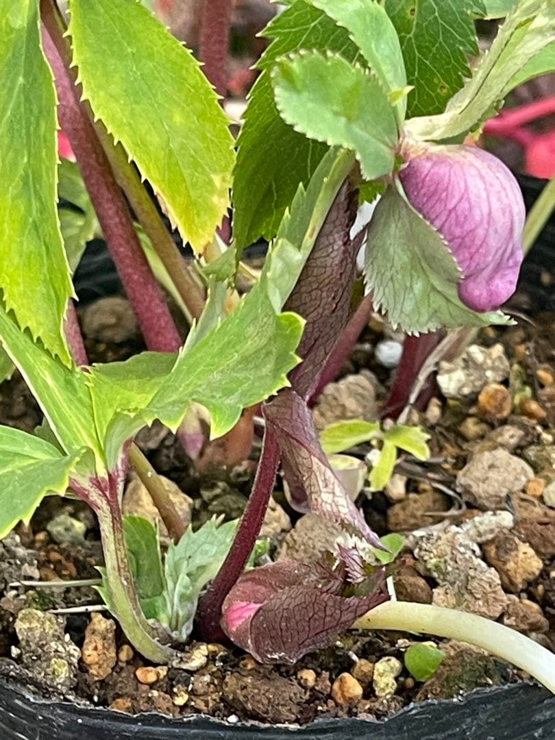 クリスマスローズ苗⭐️159 ダブル咲 フレグランス