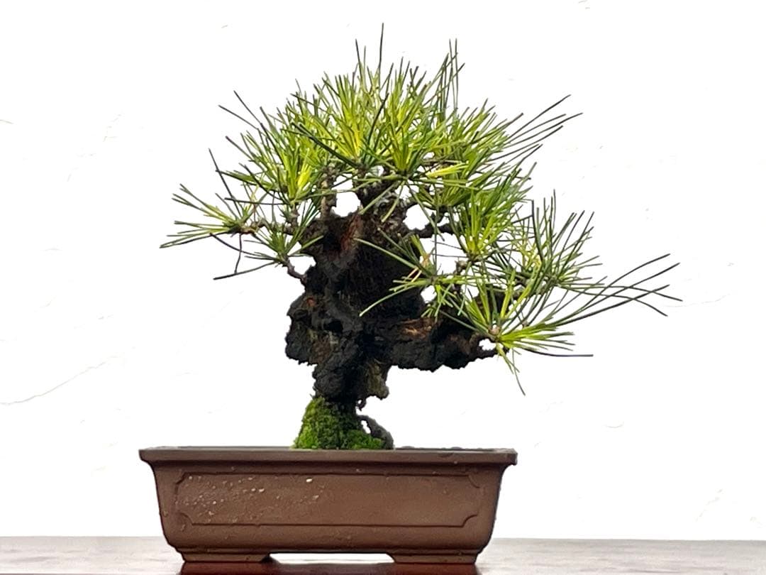 三河盆栽　錦松　盆栽