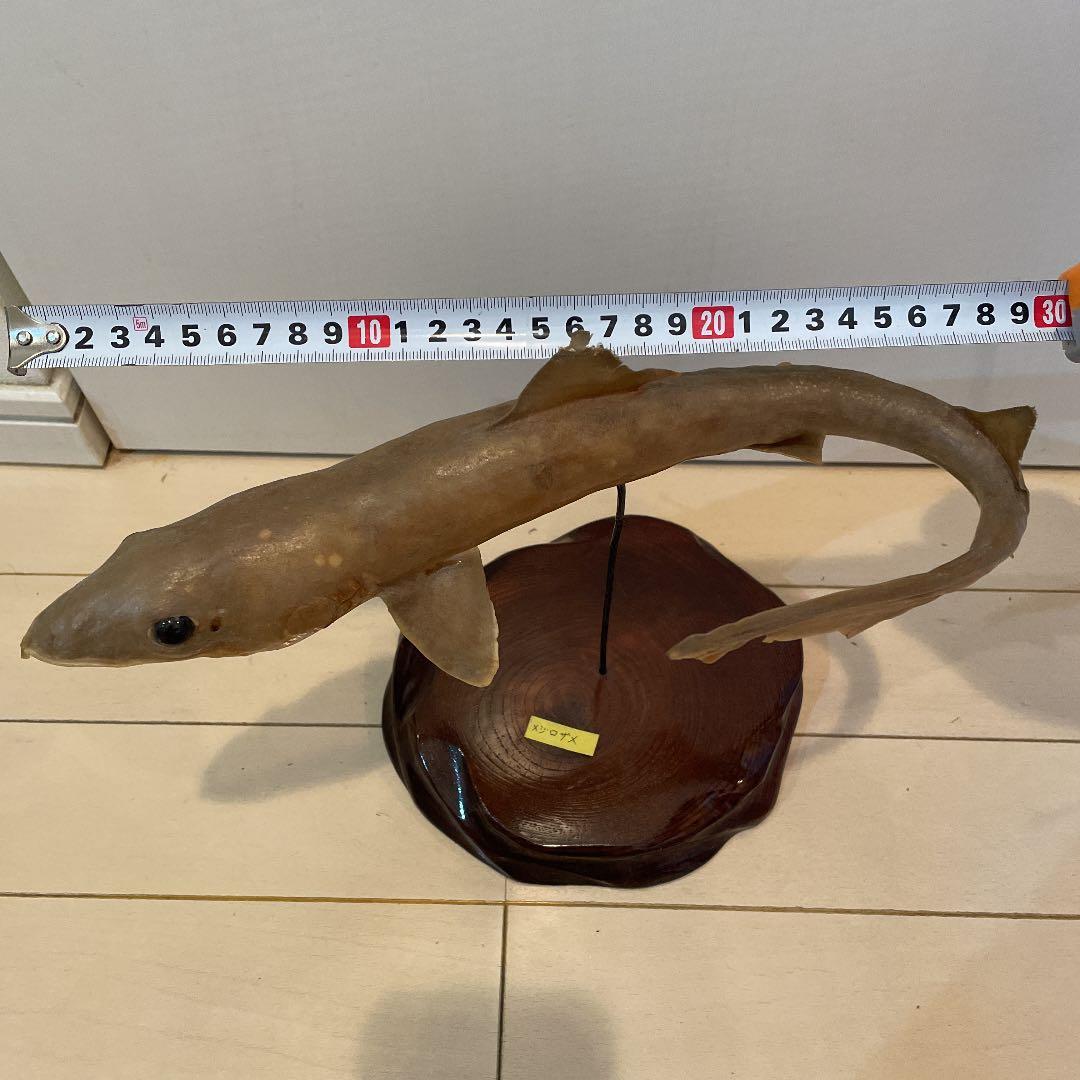 ★希少★ サメ(メジロザメ)の剥製