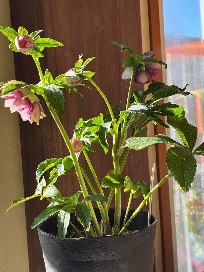 ♡広瀬園芸♡ 充実株　小顔多弁ピンクグラデーション　ソレイユ系