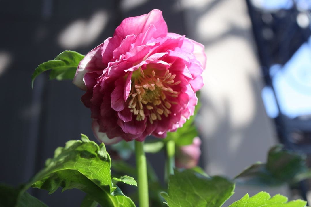 ♡広瀬園芸♡ 充実株　小顔多弁ピンクグラデーション　ソレイユ系