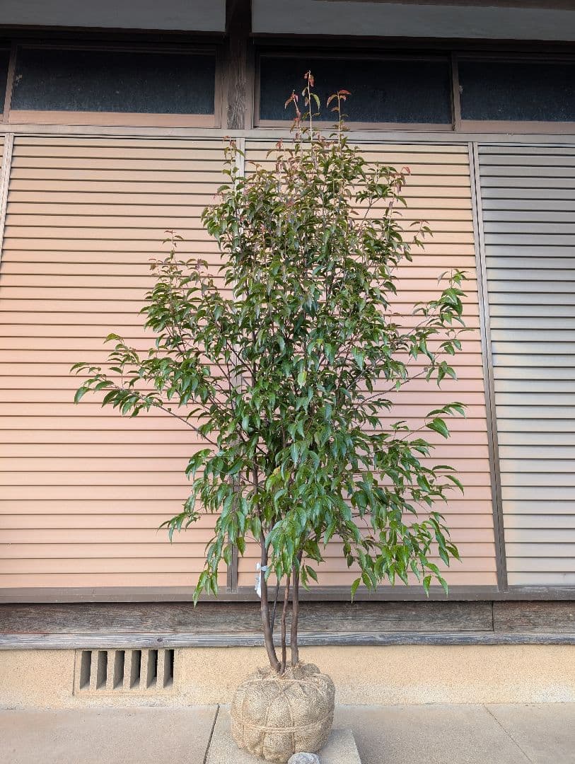 常緑エゴノキ（トキワエゴノキ）株立　約1.6m　①