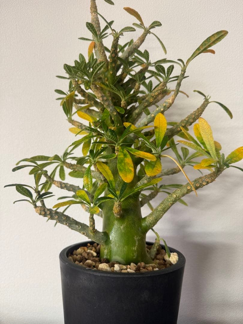 【大型】【良型】ドルステニアギガス 抜き苗発送