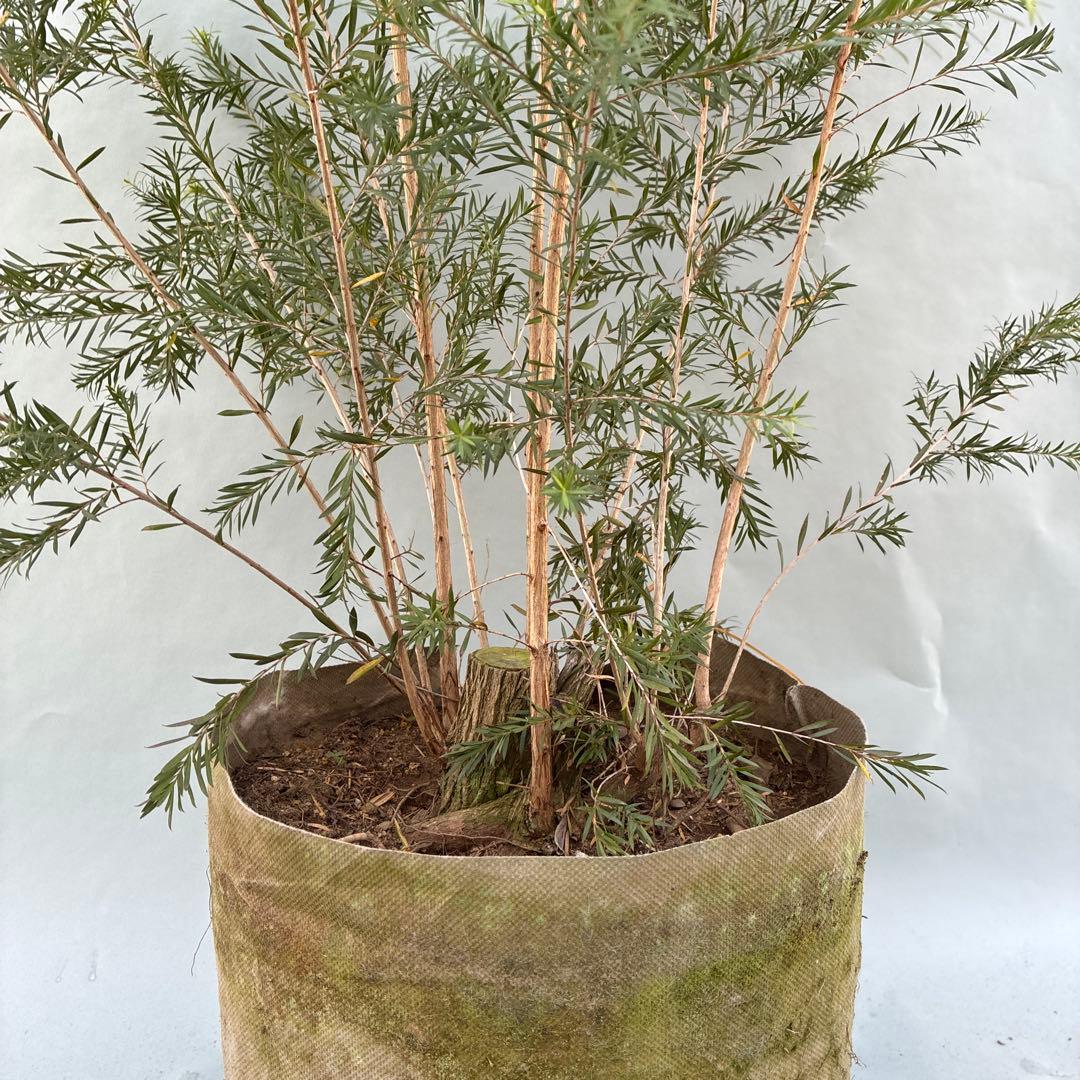 ブラックティーツリー　ボリューム満点　本株立