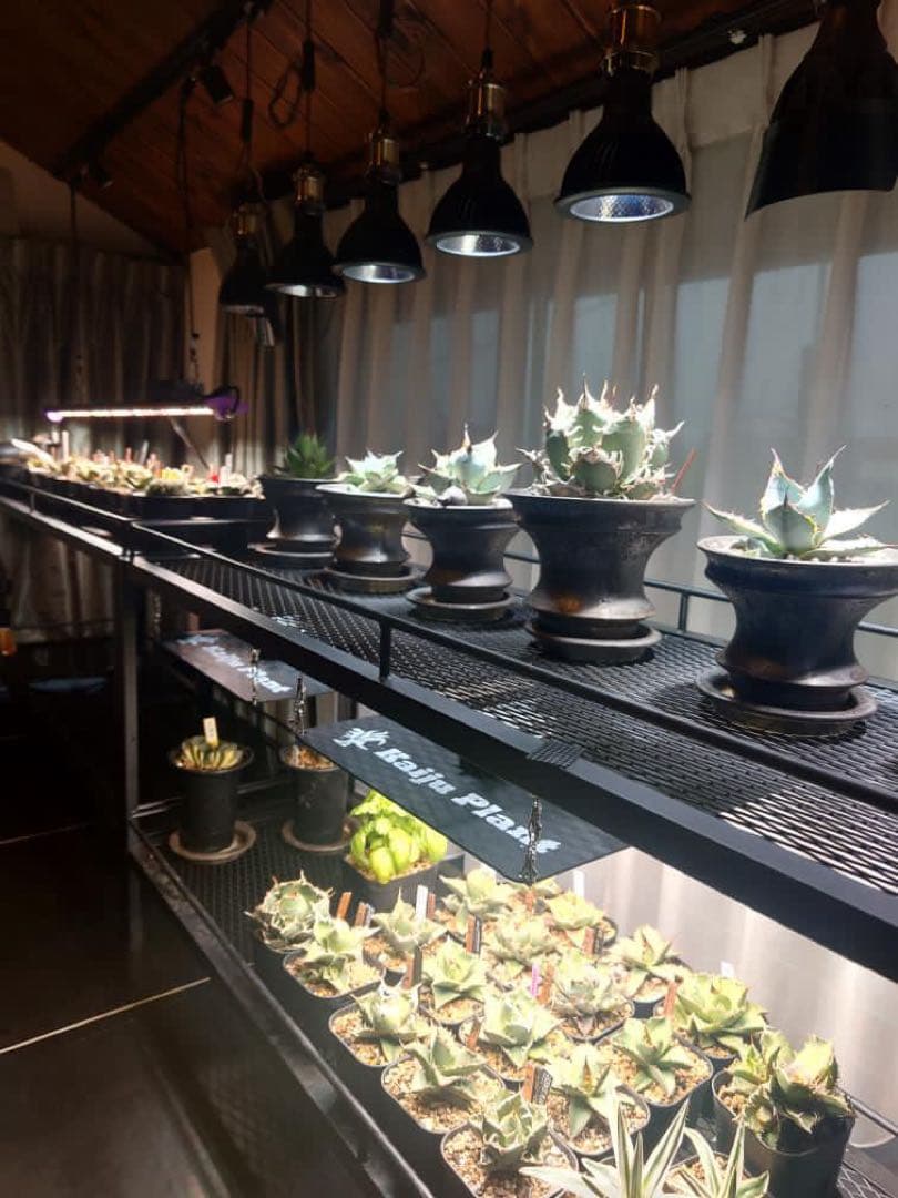 ☆送料込み☆アイアン植物棚　即購入OK ボタニカルシェルフ　アガベ　塊根　什器