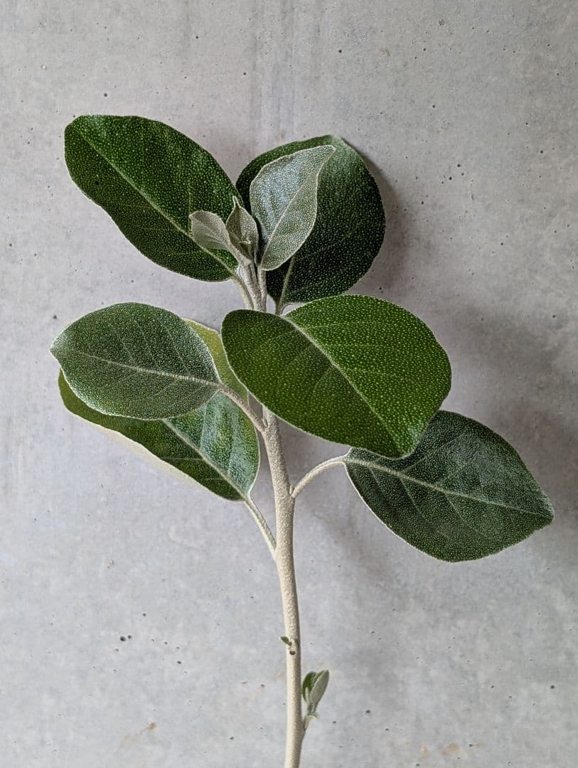 ✥ シマグミ 挿し穂 ✥