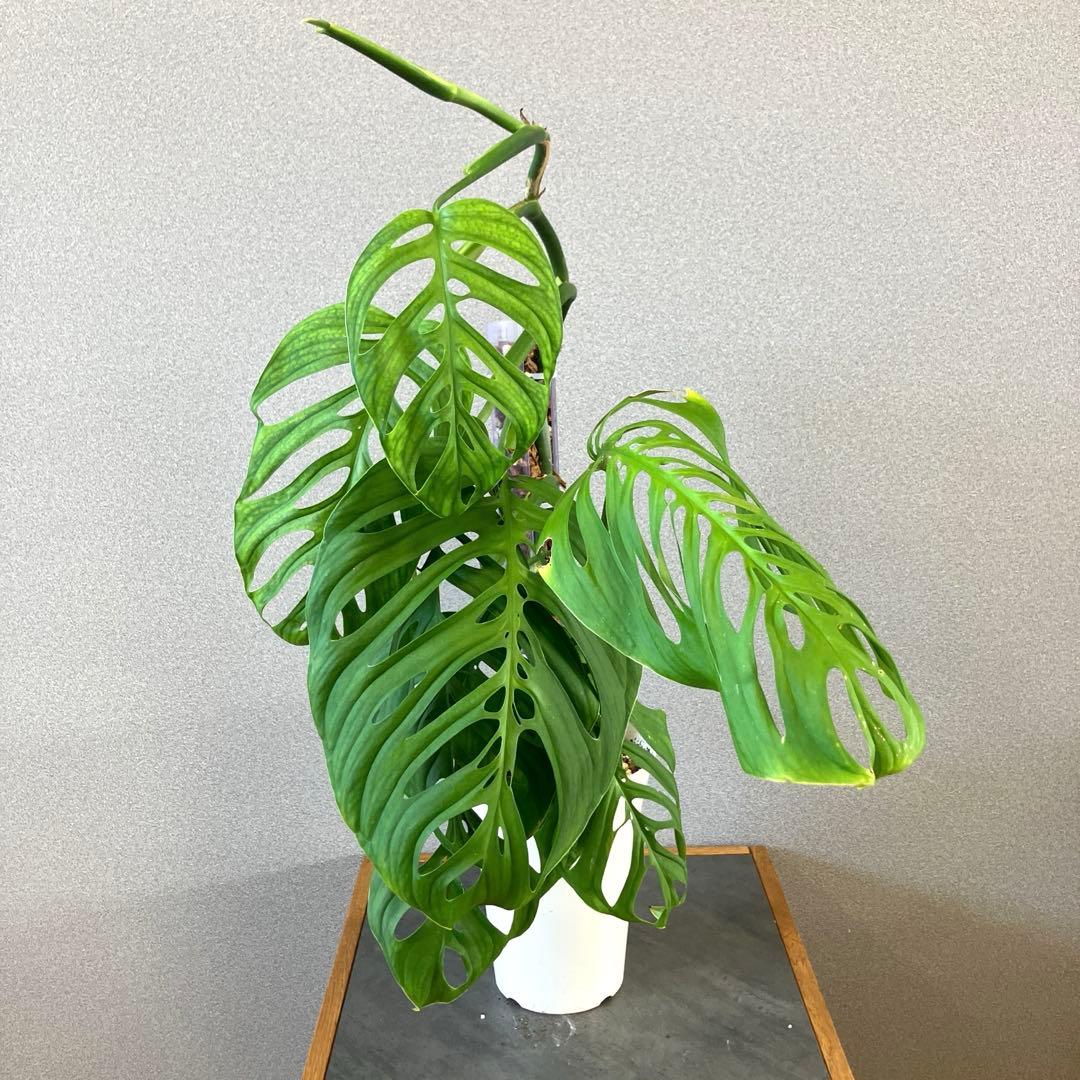 超希少❗️登り棒❗️サイズ大❗️モンステラ　エスケレート✨