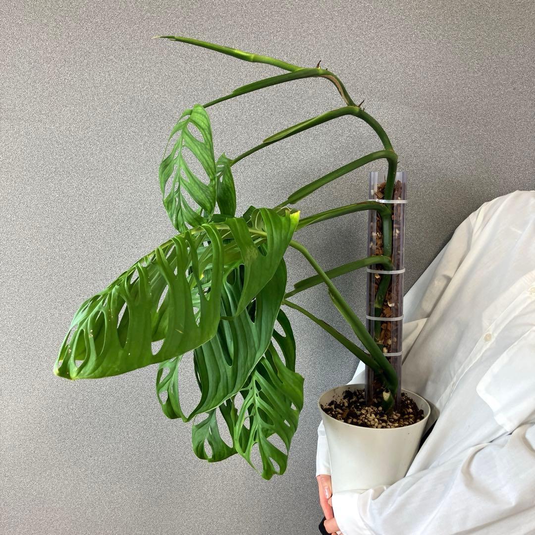 超希少❗️登り棒❗️サイズ大❗️モンステラ　エスケレート✨