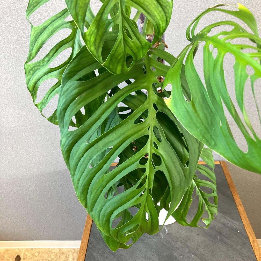超希少❗️登り棒❗️サイズ大❗️モンステラ　エスケレート✨
